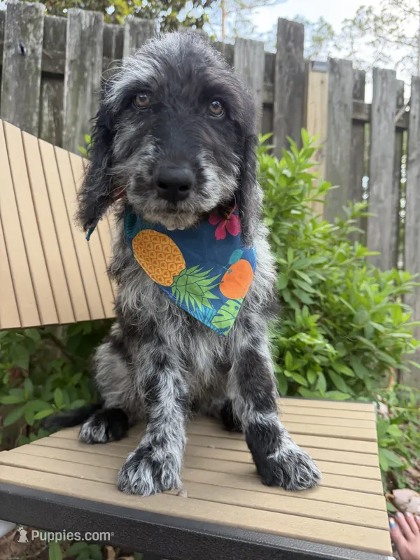 CKC Merle Male – Labradoodle puppy for sale in Savannah, GA