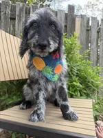 CKC Merle Male, a male Labradoodle for sale in Savannah, GA – 1 of 5