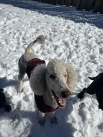 AKC/CKC Male Standard Poodle, a male Poodle - Standard  for sale in Savannah, GA – 8 of 9