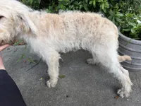 Sweet Pea-CKC Labradoodle, a female Labradoodle for sale in Savannah, GA – 3 of 9