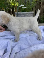CKC Cream Male 1, a male Labradoodle for sale in Savannah, GA – Photo 4 of 8