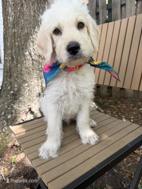 CKC Cream Male 1 – Labradoodle puppy for sale in Savannah, GA