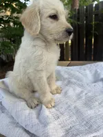 CKC Cream Male 1, a male Labradoodle for sale in Savannah, GA – Photo 2 of 8