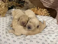 CKC Cream Male 1, a male Labradoodle for sale in Savannah, GA – Photo 2 of 3