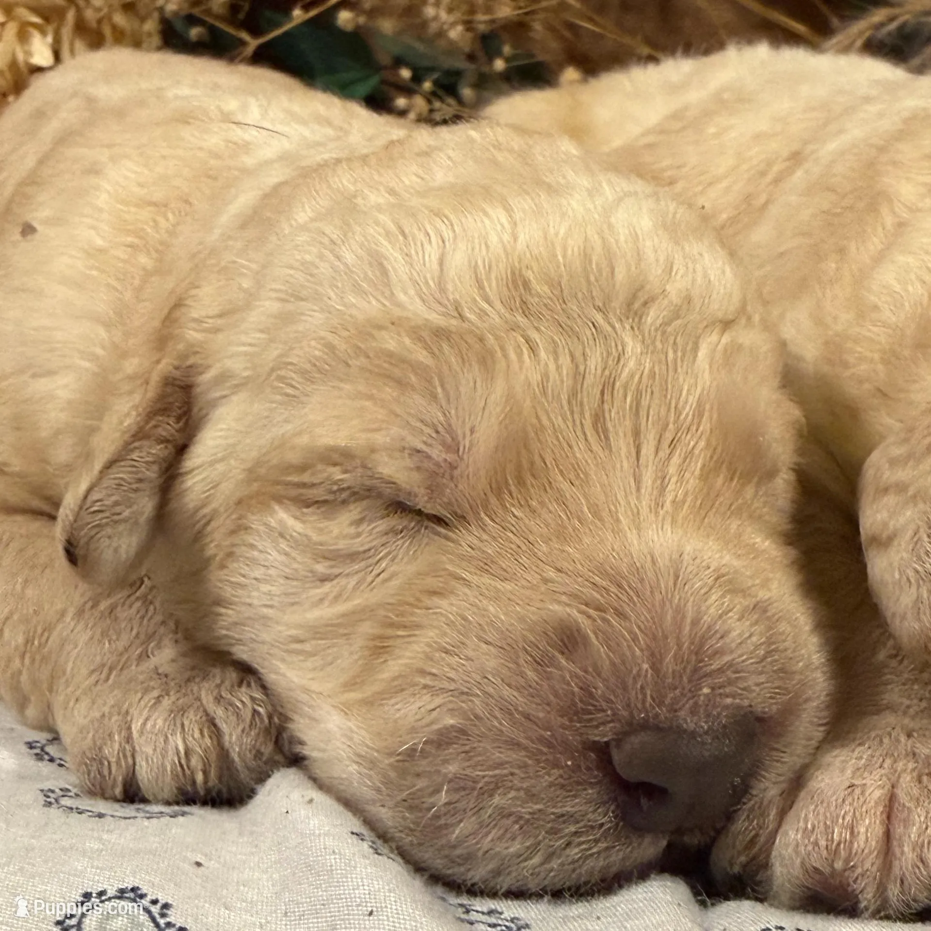 CKC Cream Male 1 – Labradoodle puppy for sale in Savannah, GA