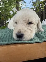 CKC Cream Male 1, a male Labradoodle for sale in Savannah, GA – Photo 2 of 6