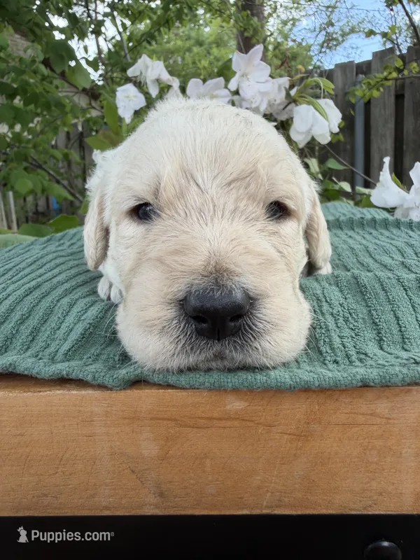 CKC Cream Male 1 – Labradoodle puppy for sale in Savannah, GA