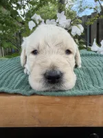 CKC Cream Male 1, a male Labradoodle for sale in Savannah, GA – Photo 1 of 6