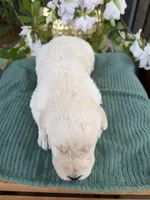 CKC Cream Male 1, a male Labradoodle for sale in Savannah, GA – Photo 3 of 6