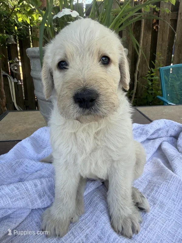 CKC Cream Male 1 – Labradoodle puppy for sale in Savannah, GA