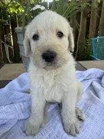 CKC Cream Male 1, a male Labradoodle for sale in Savannah, GA – Photo 3 of 8