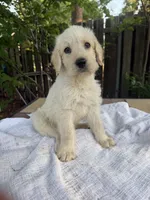 CKC Cream Male 1, a male Labradoodle for sale in Savannah, GA – Photo 1 of 8