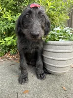 Nova-CKC Labradoodle, a female Labradoodle for sale in Savannah, GA – 3 of 7