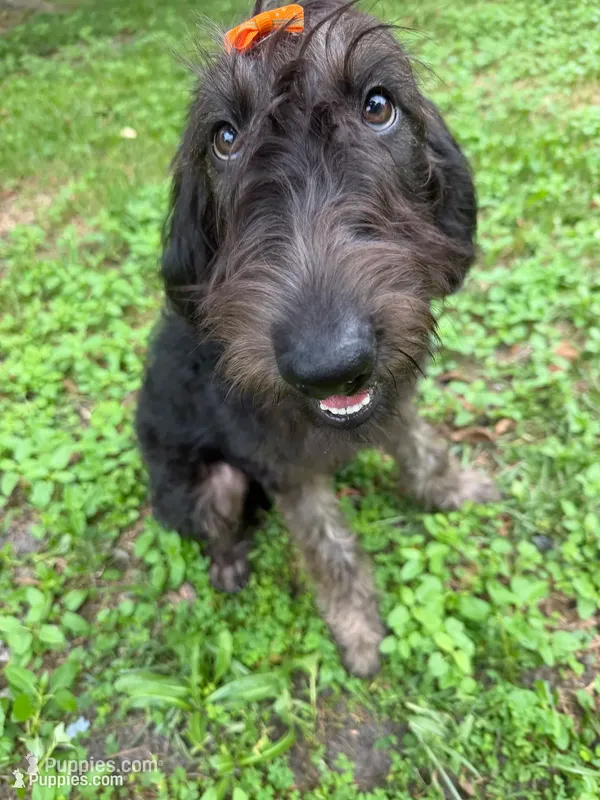 Reese-CKC Labradoodle – Labradoodle puppy for sale in Savannah, GA