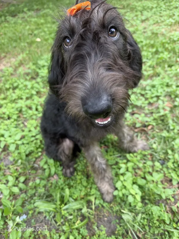 Reese-CKC Labradoodle – Labradoodle puppy for sale in Savannah, GA