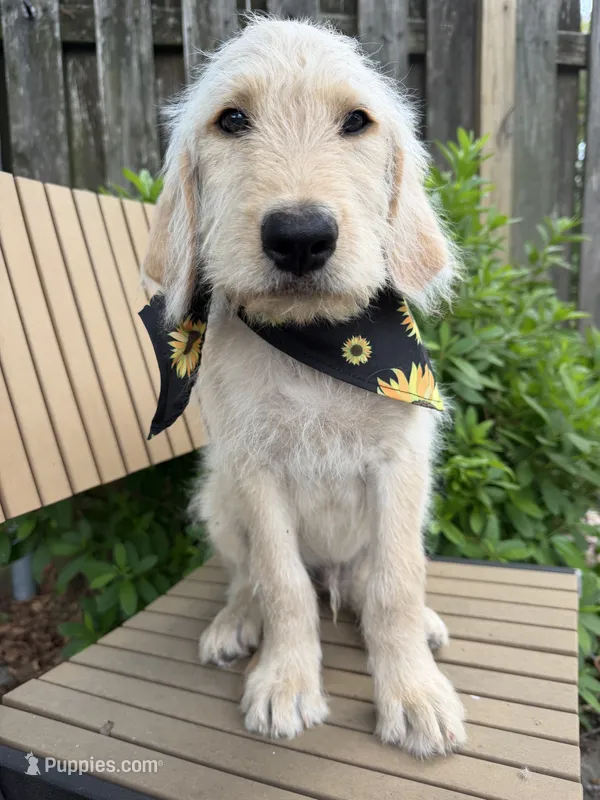 CKC Cream Male 1 – Labradoodle puppy for sale in Savannah, GA