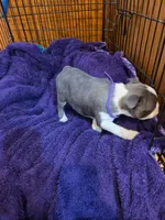 Indigo, a female Boston Terrier for sale in Ixonia, WI – 5 of 6