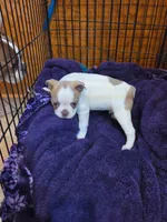 Cookie, a male Boston Terrier for sale in Ixonia, WI – 7 of 7
