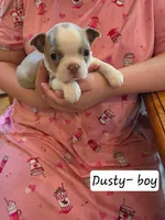 Dusty, a male Boston Terrier for sale in Ixonia, WI – 2 of 2