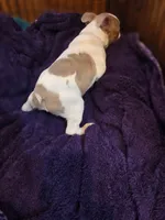 Cookie, a male Boston Terrier for sale in Ixonia, WI – 4 of 7