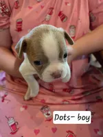 Dots, a male Boston Terrier for sale in Ixonia, WI – 2 of 2