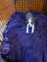 Indigo, a female Boston Terrier for sale in Ixonia, WI – 3 of 6