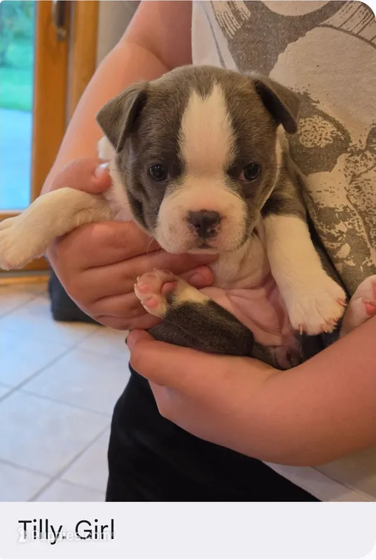 Tilly – Boston Terrier puppy for sale in Ixonia, WI