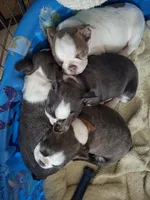Remy, a male Boston Terrier for sale in Ixonia, WI – 4 of 6