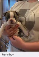 Remy, a male Boston Terrier for sale in Ixonia, WI – 1 of 1