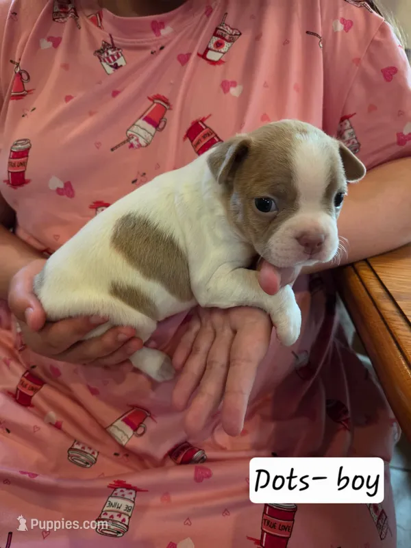 Dots – Boston Terrier puppy for sale in Ixonia, WI