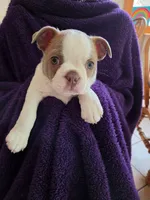 Cookie, a male Boston Terrier for sale in Ixonia, WI – 1 of 7