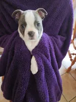 Tilly, a female Boston Terrier for sale in Ixonia, WI – 2 of 6