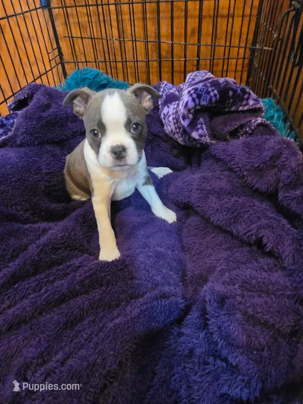 Tilly – Boston Terrier puppy for sale in Ixonia, WI