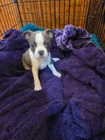 Tilly, a female Boston Terrier for sale in Ixonia, WI – 1 of 6