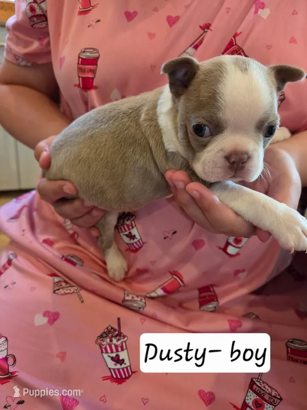 Dusty – Boston Terrier puppy for sale in Ixonia, WI