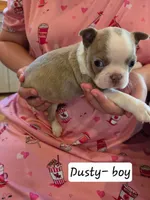 Dusty, a male Boston Terrier for sale in Ixonia, WI – 1 of 2