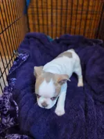 Cookie, a male Boston Terrier for sale in Ixonia, WI – 6 of 7