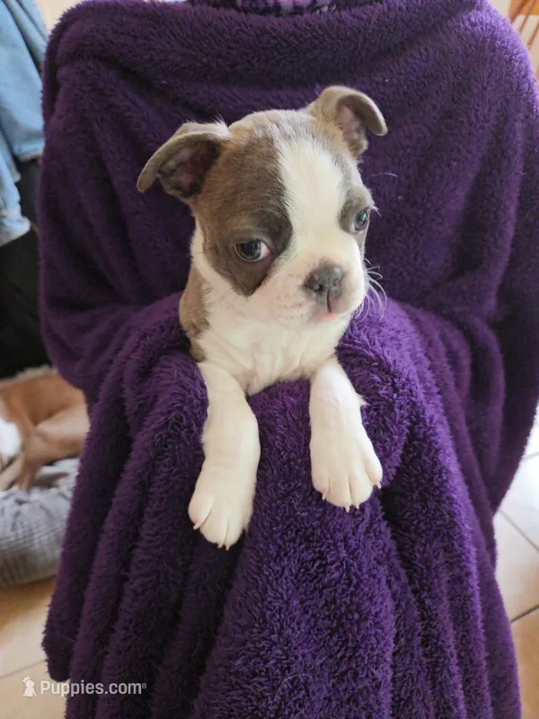Remy – Boston Terrier puppy for sale in Ixonia, WI