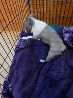 Tilly, a female Boston Terrier for sale in Ixonia, WI – 4 of 6