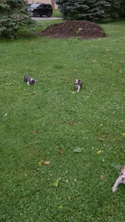 Cookie, a male Boston Terrier for sale in Ixonia, WI – 5 of 7