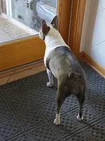 Rosie, a female Boston Terrier for sale in Ixonia, WI – 2 of 2