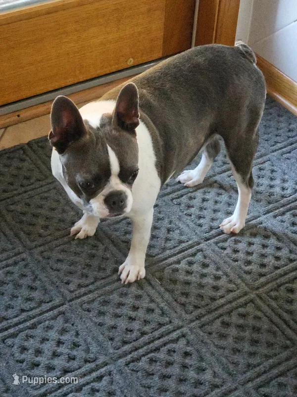 Rosie – Boston Terrier puppy for sale in Ixonia, WI