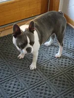 Rosie, a female Boston Terrier for sale in Ixonia, WI – 1 of 2