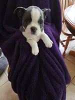Indigo, a female Boston Terrier for sale in Ixonia, WI – 1 of 6