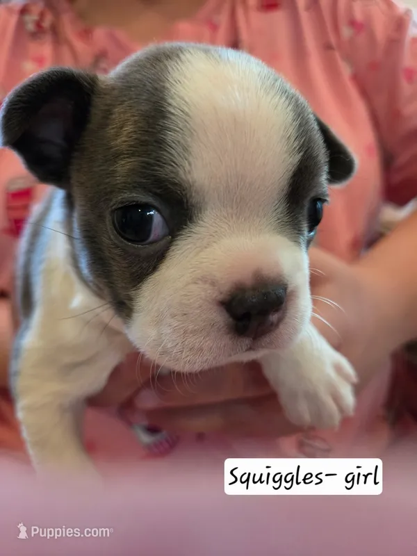 Squiggles – Boston Terrier puppy for sale in Ixonia, WI