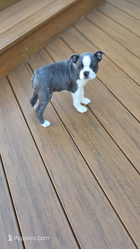 Indigo – Boston Terrier puppy for sale in Ixonia, WI