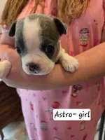 Astro, a female Boston Terrier for sale in Ixonia, WI – 2 of 2