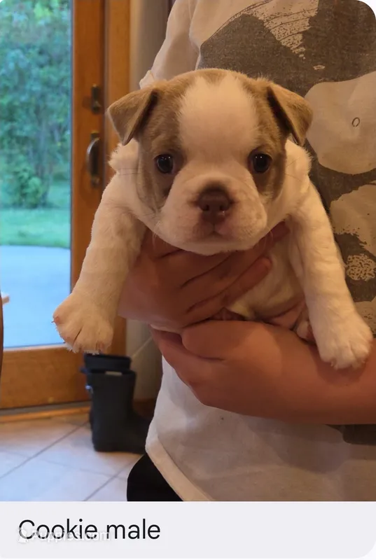 Cookie – Boston Terrier puppy for sale in Ixonia, WI