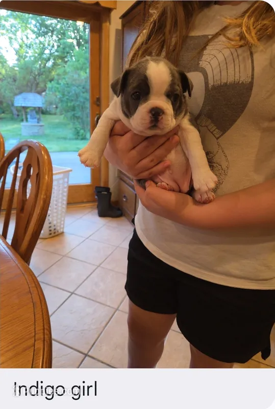 Indigo – Boston Terrier puppy for sale in Ixonia, WI