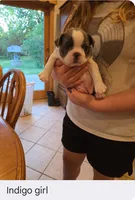 Indigo, a female Boston Terrier for sale in Ixonia, WI – 1 of 1